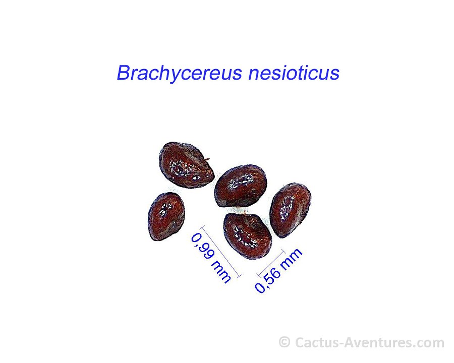 Brachycereus nesioticus